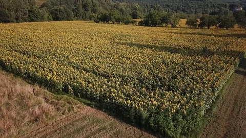 Field of Sunflowers Stock Footage 96594982