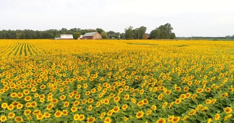 A field of sunflowers Stock Footage 98913214