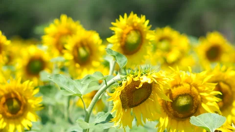 Field of sunflowers Stock Footage 100557050