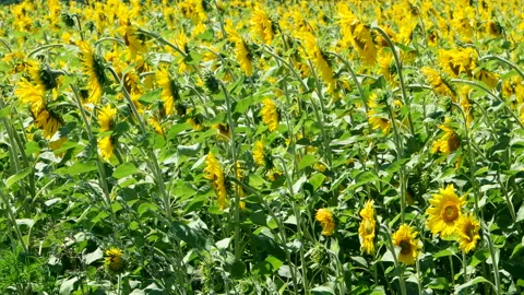 Field of sunflowers Stock Footage 100565485