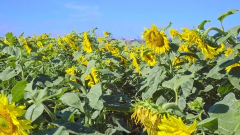 Field with sunflowers Video stock 112019575