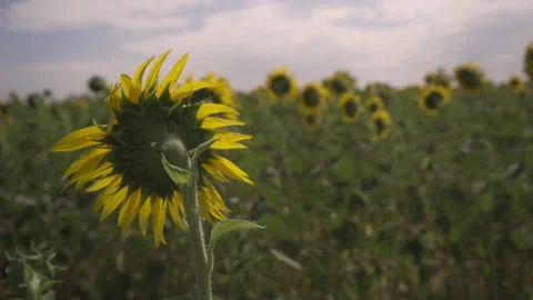 Field of sunflowers Video stock 130840041