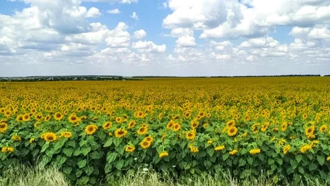 Field of sunflowers Stock Footage 130917794