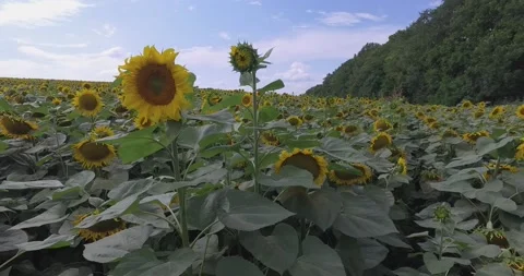 Field of sunflowers Stock Footage 136952574