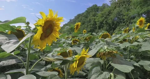 Field of sunflowers Stock Footage 136952975