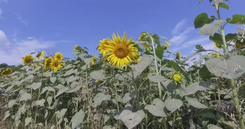 Field of sunflowers Stock Footage 136954559