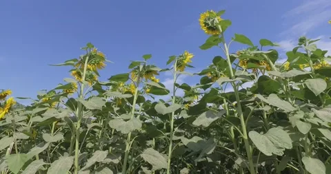 Field of sunflowers Stock Footage 136954586