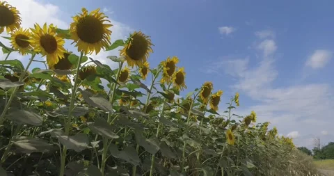 Field of sunflowers Stock Footage 136954736