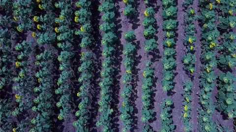 Field with sunflowers Video stock 137256664