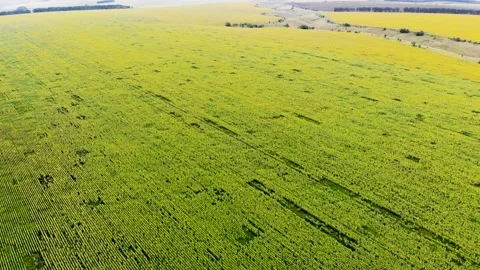 Field of sunflowers Video stock 142327164