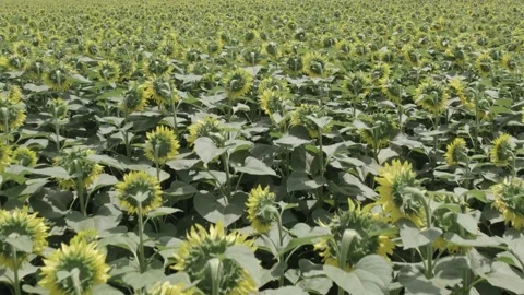 Field with sunflowers Stockbeeldmateriaal 159016724
