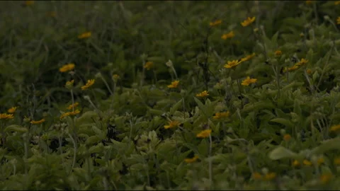 Field of sunflowers Stock Footage 169065669