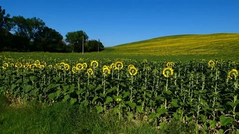 Field of sunflowers Stock Footage 199617101