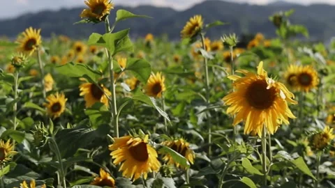 A field of sunflowers Stock Footage 246569137