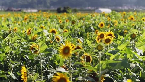 A field of sunflowers Stock Footage 246569154