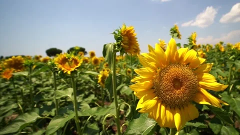 Field of sunflowers Stock Footage 246801279