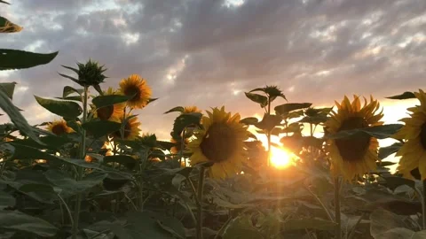 Field of sunflowers Stock Footage 251347157