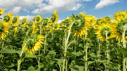 Field of sunflowers Stock Footage 272791695