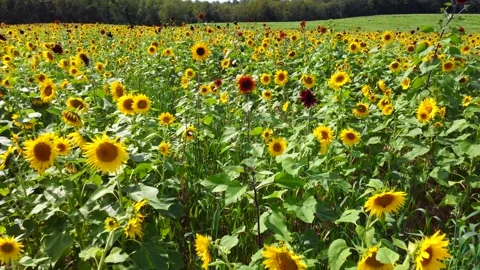 Field of Sunflowers Stock Footage 291292368