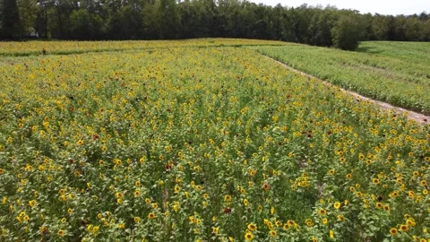 Field of Sunflowers Stock Footage 291292556