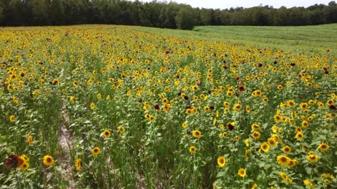Field of Sunflowers Stock Footage 291292592