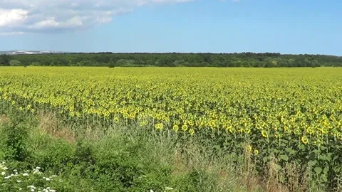 Field with sunflowers Stock Footage 329384784