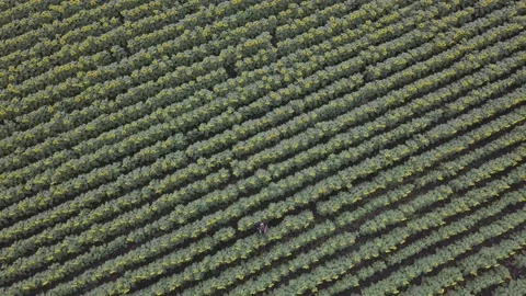 A field with sunflowers from a height. Stock Footage 148656322