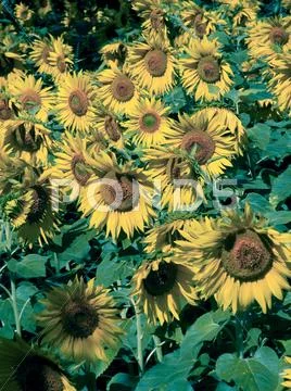 Field of Sunflowers, Helianthus annuus L., Helianthus aridus Ryd Stock Photos