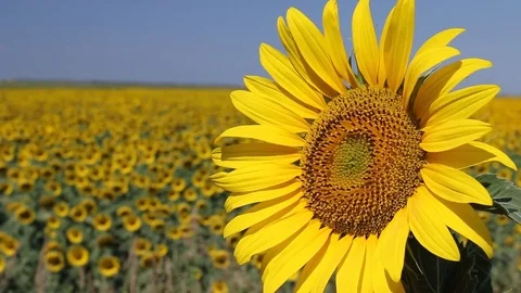 A field of sunflowers. A light breeze. Stock Footage 77414724