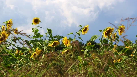 Field of sunflowers on a meadow Stock Footage 242038075