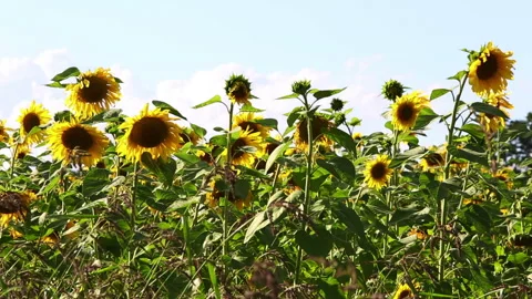 Field of sunflowers on a meadow Stock Footage 242038455