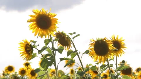 Field of sunflowers on a meadow Stock Footage 242038540