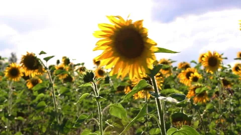 Field of sunflowers on a meadow Stock Footage 242038830