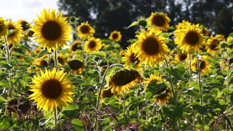 Field of sunflowers on a meadow Stock Footage 242038837