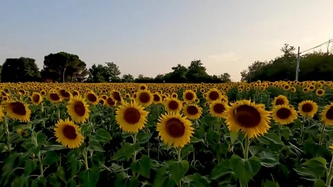 Field of sunflowers moved by the evening wind Stock Footage 312413151
