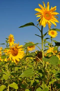 Field of sunflowers Stock Photos