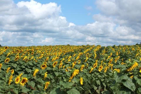 Field of sunflowers Stock Photos