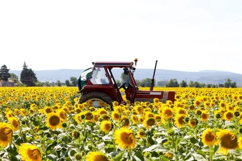 Field with sunflowers Foto stock
