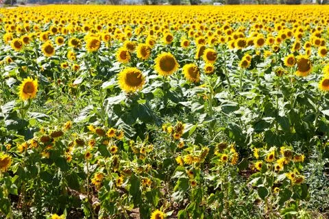 Field with sunflowers Stock Photos