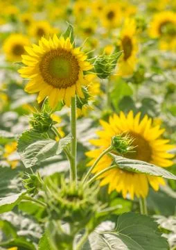 Field of sunflowers Stock Photos
