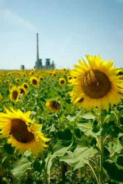 Field of sunflowers Stock-Fotos