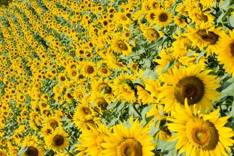 A field of sunflowers Stock Photos