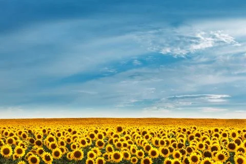 Field of sunflowers Фото