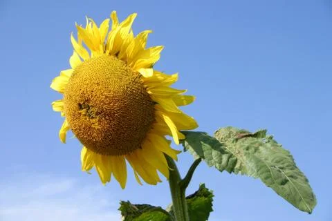 Field of sunflowers Stock Photos