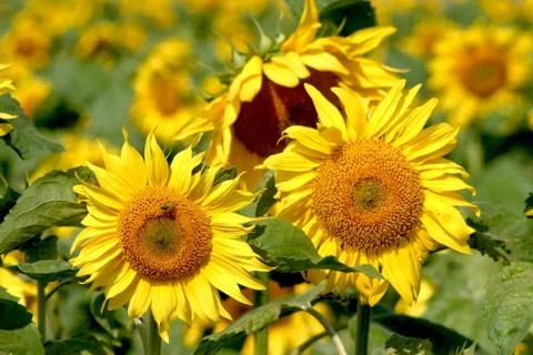 Field of sunflowers Stock Photos
