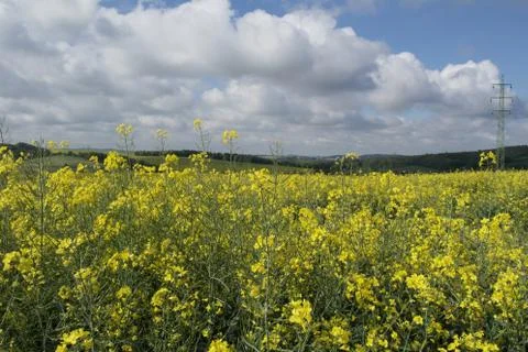 Field of sunflowers Foto stock
