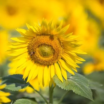 A field of sunflowers Stock Photos