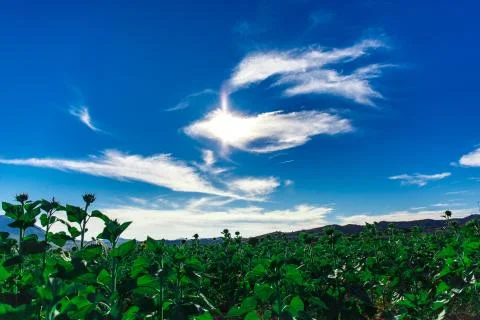 Field of sunflowers Stock-Fotos