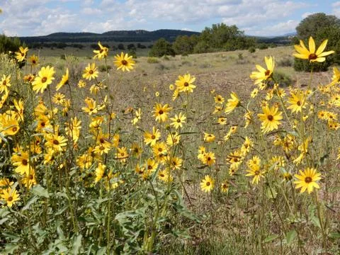 Field of Sunflowers Stock Photos