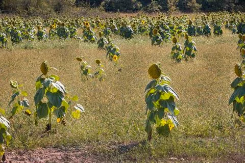 Field of sunflowers Stock Photos